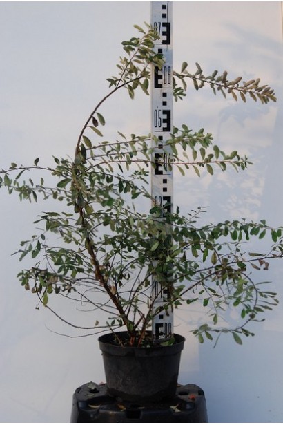 Spiraea nipponica Snowmound