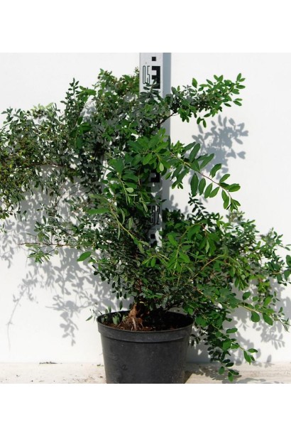 Спірея ніппонська Сноумаунд - 5л/вис.50-55см/Ø60-70см