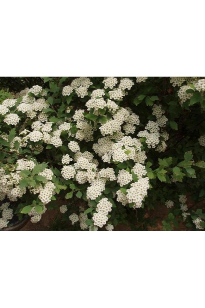 Спірея Вангутта із білосніжними суцвіттями навесні.