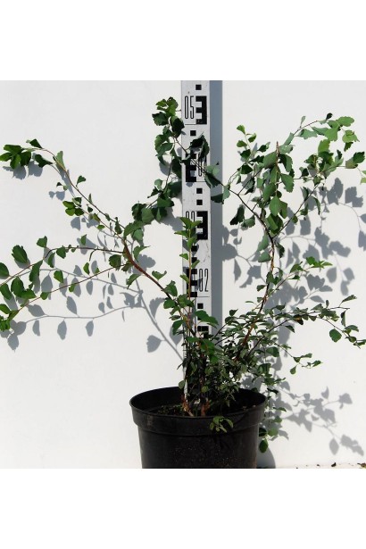 Спірея Вангутта | Спирея Вангутта | Spiraea vanhouttei