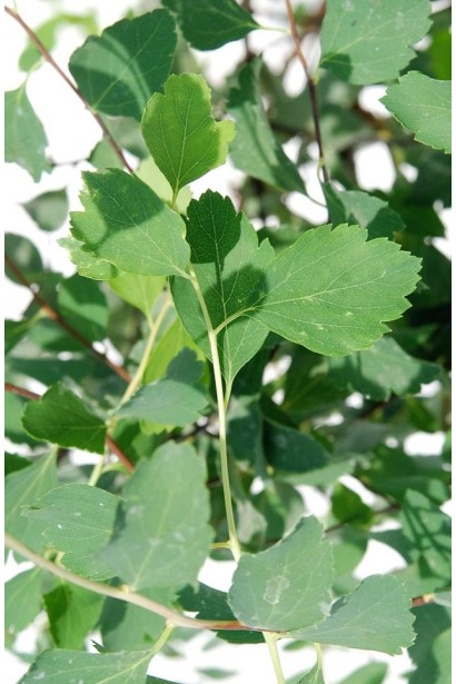 Спірея Вангутта листя