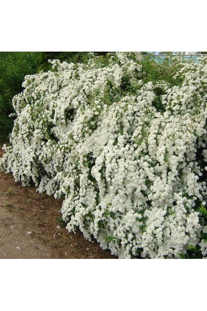 Морозостійкий і невибагливий кущ Вангутта.