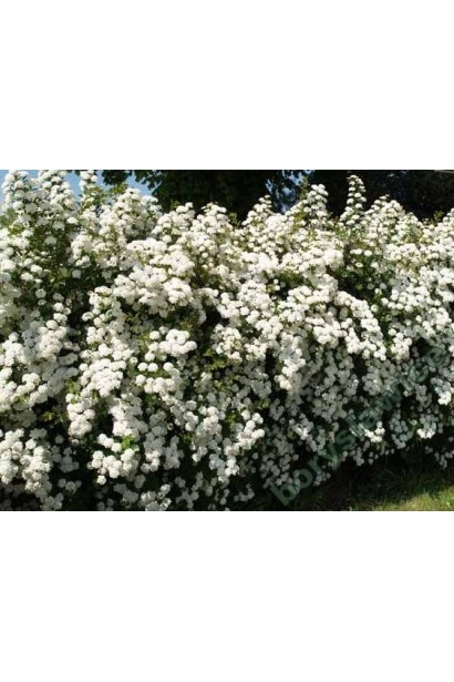 Рясне цвітіння спіреї Вангутта в саду.