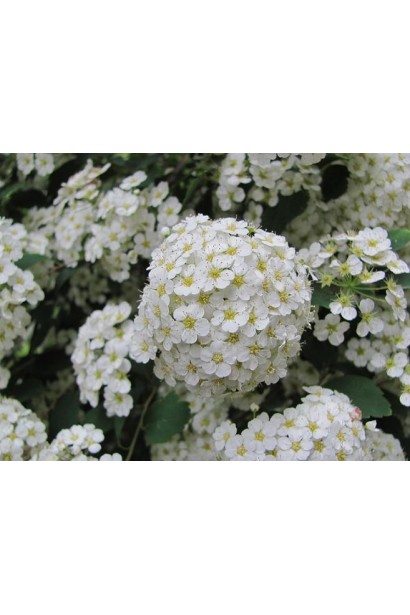 Білі каскади квітів спіреї Вангутта.