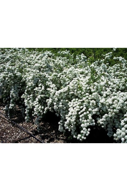 Кущ спіреї Вангутта для живоплотів.