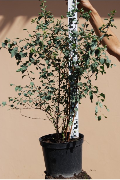 Спірея Вангутта