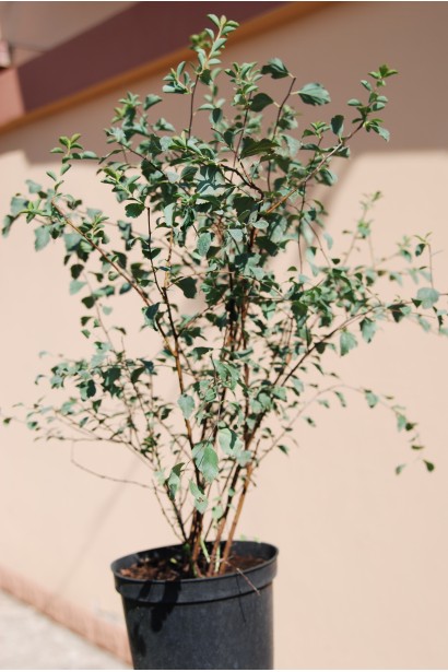 Спірея Вангутта в садовому центрі