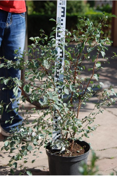 Спірея Вангутта