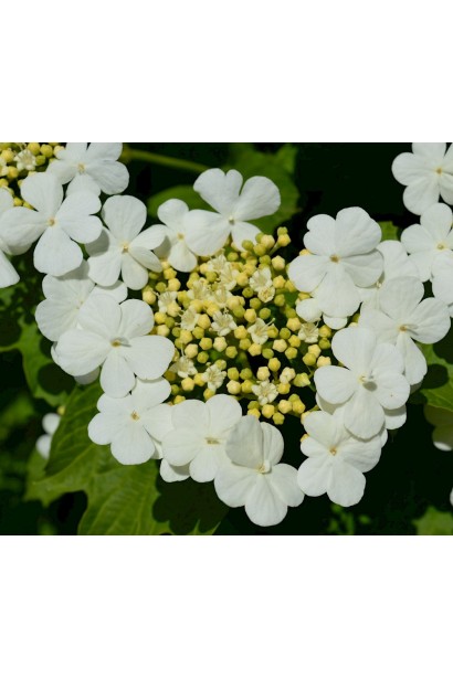 Білі щитовидні суцвіття червоної калини