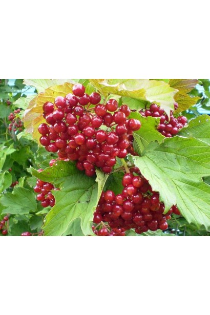 Червоні кетяги калини звичайної