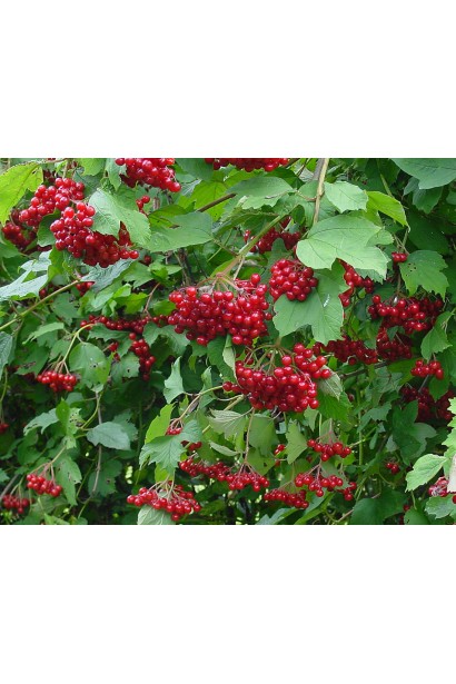Калина звичайна / червона