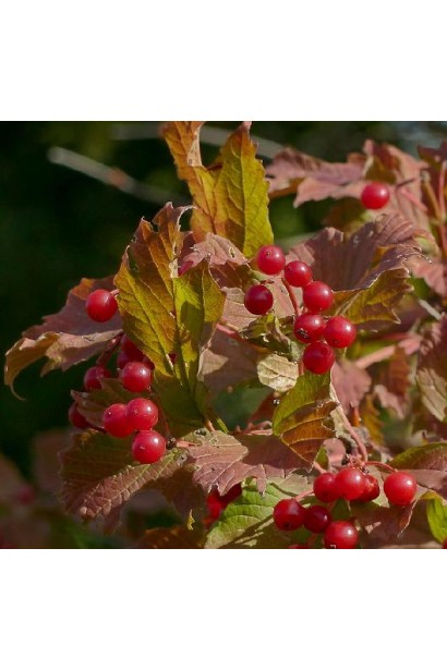 Червона калина