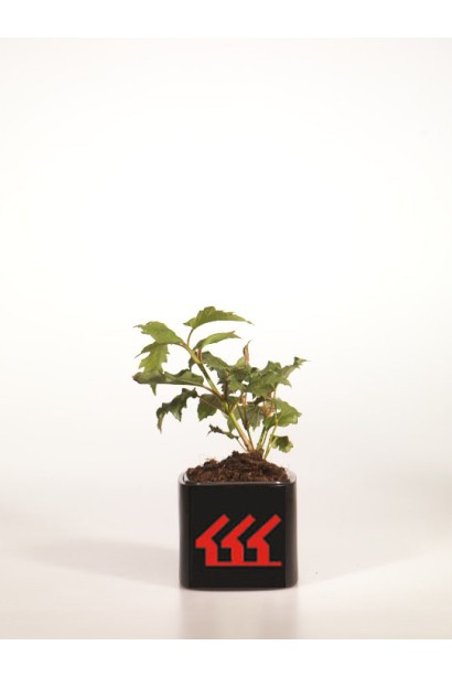 Калина звичайна саджанець Р9