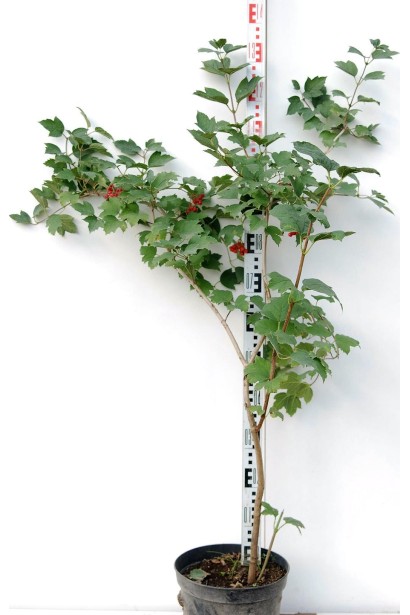 Калина червона в контейнері 5 л 100-130 см