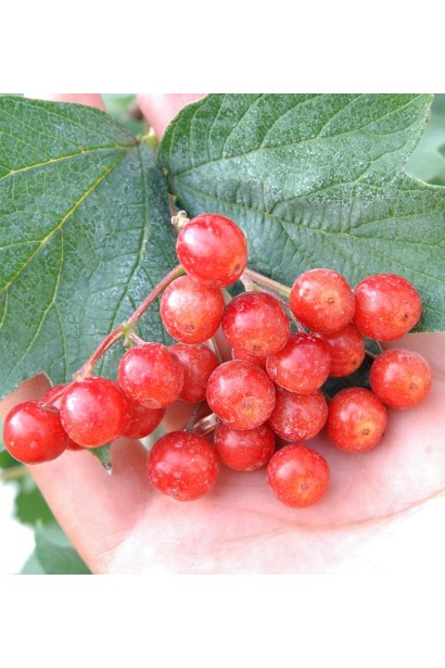 Viburnum opulus