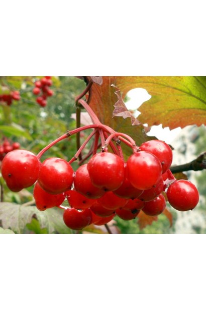 Плоди калини звичайної