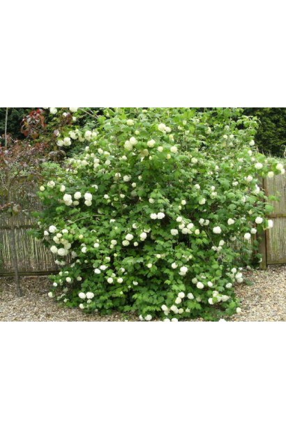 Калина обыкновенная Компактум в саду