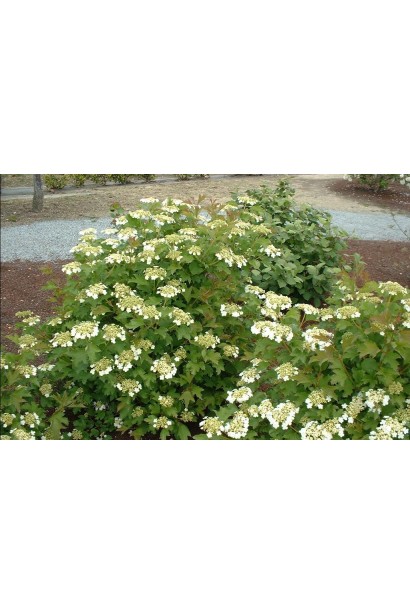 Viburnum opulus Compactum