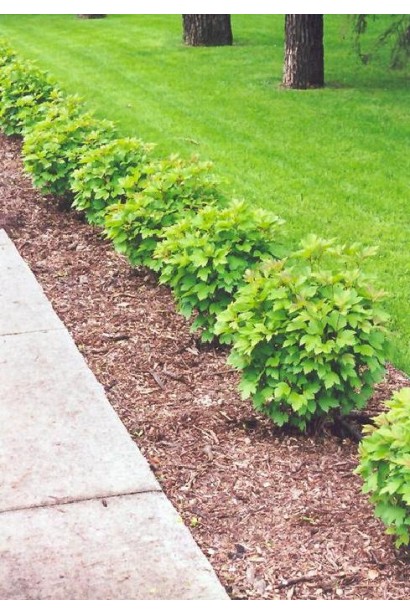 Калина Compactum рядовая посадка