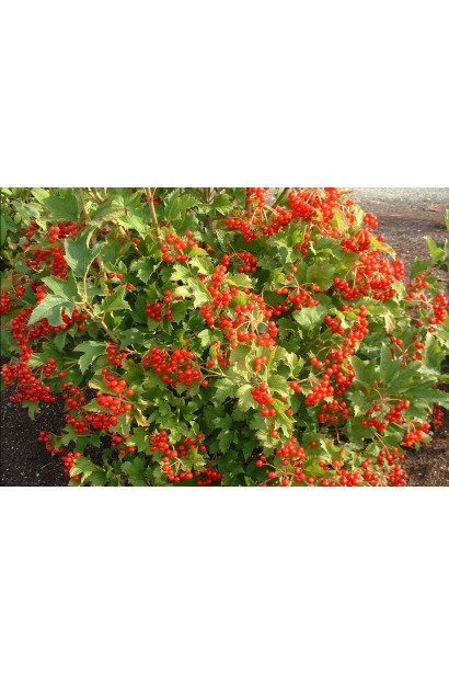 Декоративные светло-красные ягоды калины Компактум