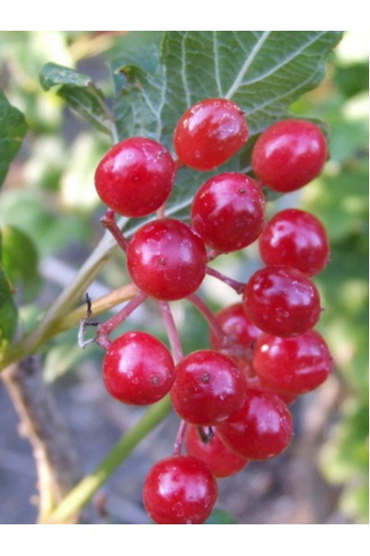 Калина обыкновенная Компактум плоды