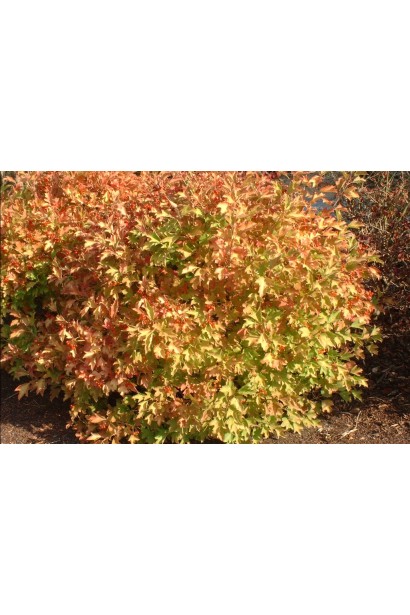 Оранжево-красные листья калины Компактум осенью