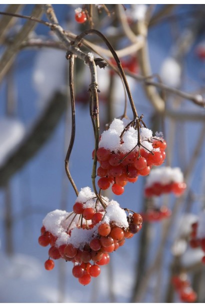 Грозди красной калины Компактум под снегом