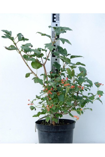 Калина обычная Компактум в горшке 5 л 40-60 см