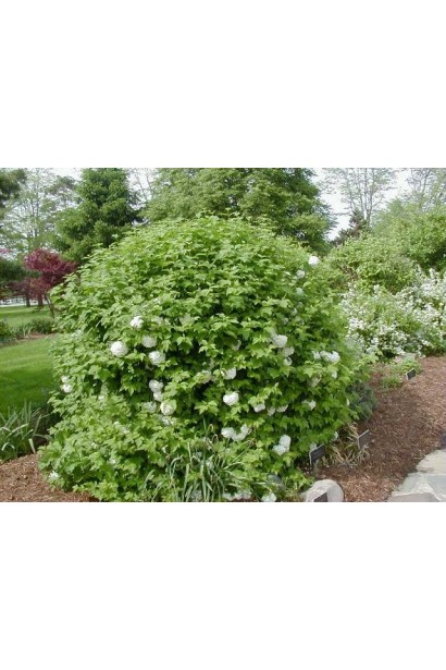 Калина Компактум компактный куст