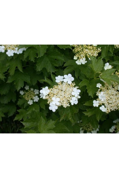 Калина обыкновенная Компактум цветения