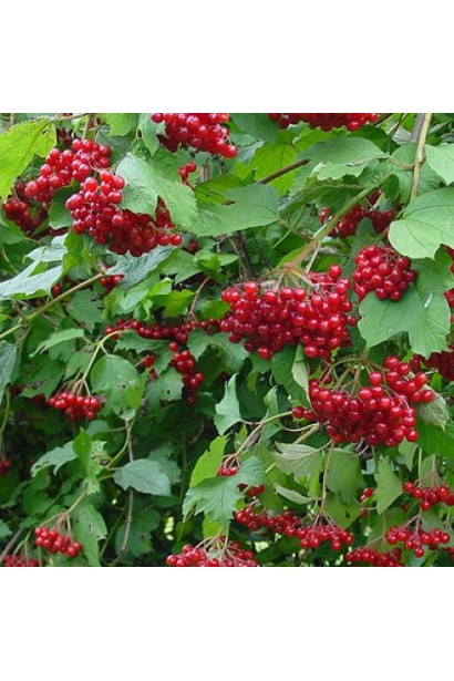 Калина красная Компактум