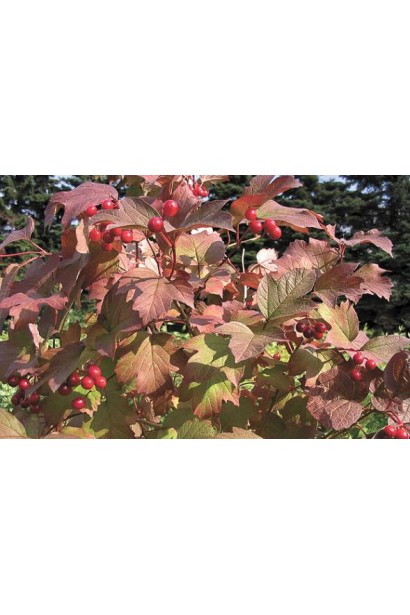 Калина обычная Компактум осенняя окраска