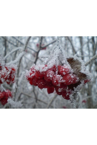 Калина обыкновенная Компактум зимой