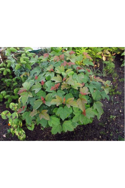 Калина обыкновенная Компактум