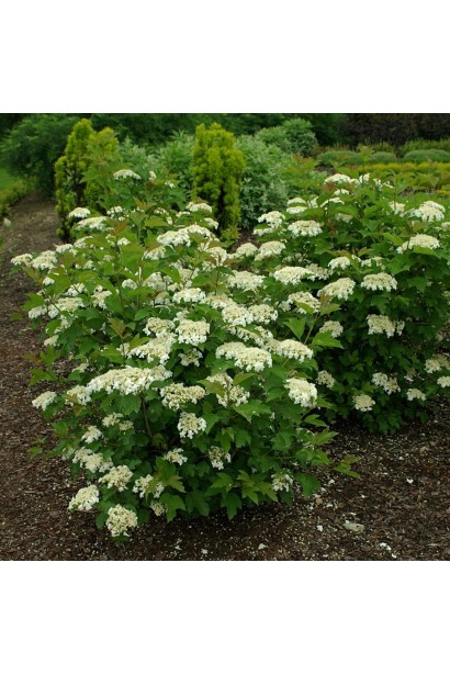 Декоративная калина Компактум