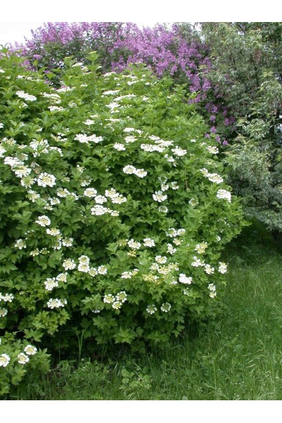 Калина низкая Компактум