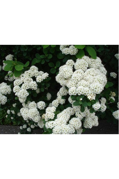 Рясне цвітіння спіреї Тор улітку.