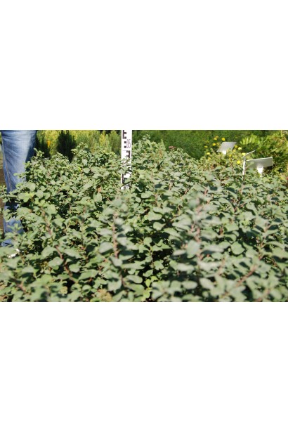 Компактний кущ спіреї Тор із густою кроною.