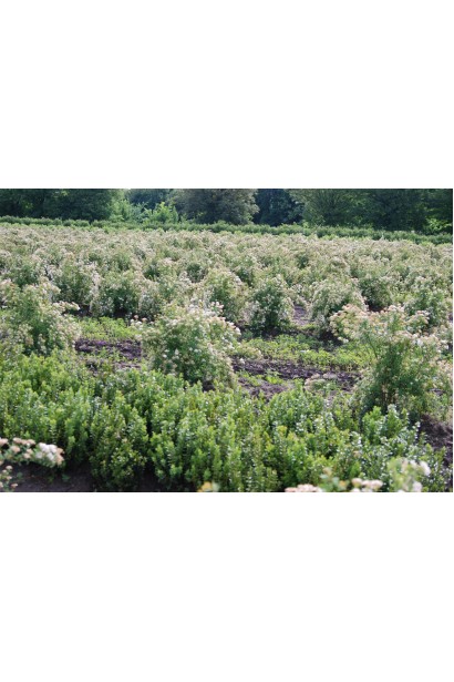 Spiraea betulifolia Tor