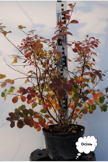 Спірея березолиста Тор восени