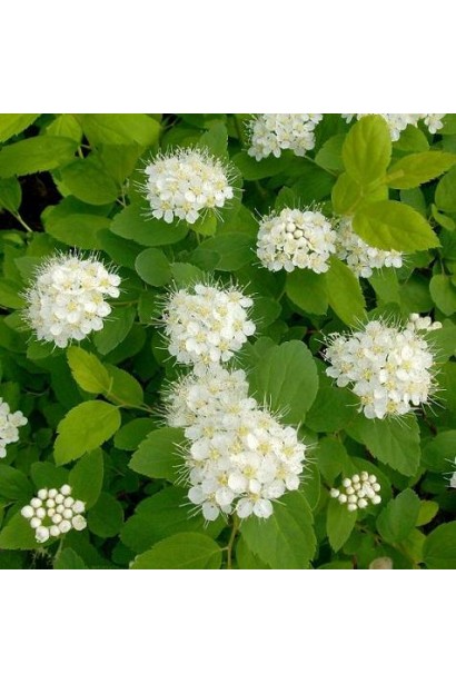 Спірея березолиста Тор з білими квітами.