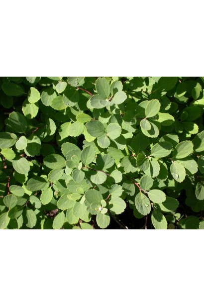 Невибаглива спірея Тор з яскравою зелінню.