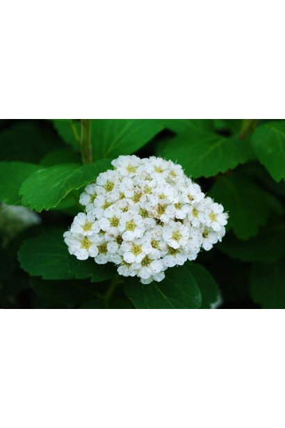 Спірея березолиста Тор Квіти