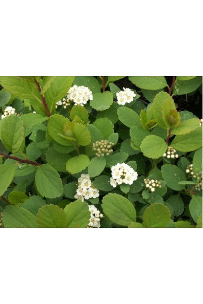 Листя спіреї Тор нагадує березове.