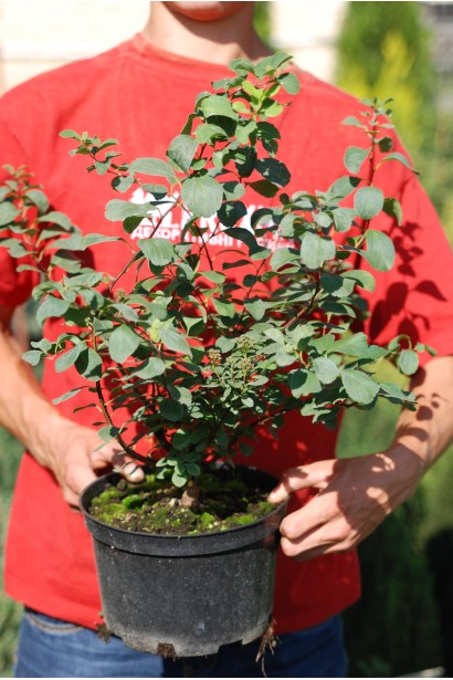 Спірея березолиста Тор в садовому центрі