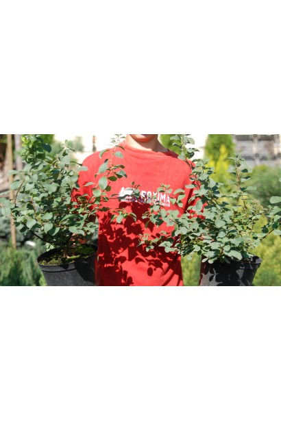 Декоративний кущ спіреї для вашого саду.