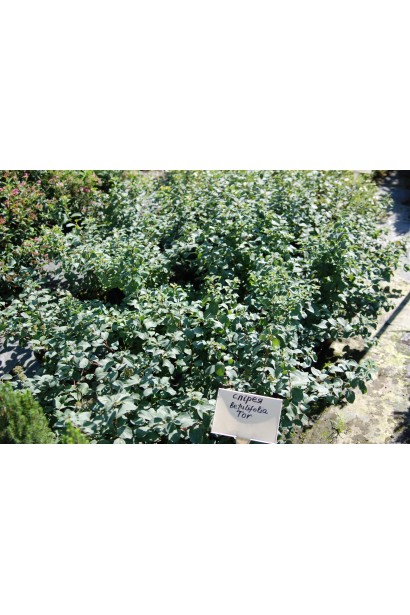 Компактна форма спіреї Тор для бордюрів.