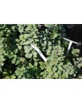 Спірея березолиста Тор | Спирея березолистная Тор | Spiraea betulifolia Tor