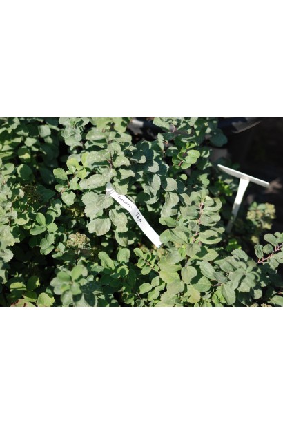Spiraea betulifolia Tor
