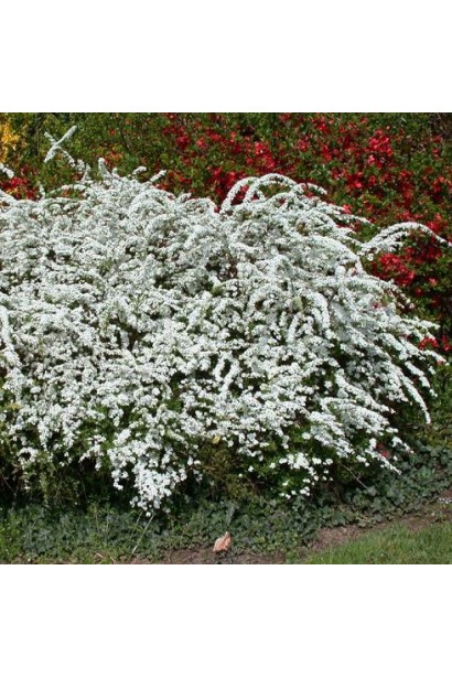 Ефектне весняне цвітіння спіреї Аргута.